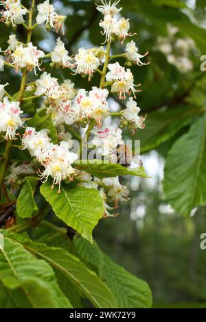 Biene an einer weißen europäischen Rosskastanie, die an einem Frühlingstag in Rheinland-Pfalz auf einem Baum wächst. Stockfoto