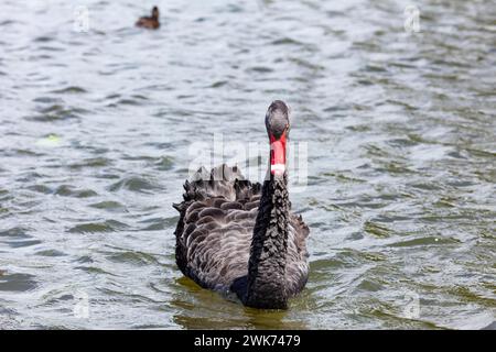 Black Swan (Cygnus atratus), Rotorua, Lake, Neuseeland Stockfoto