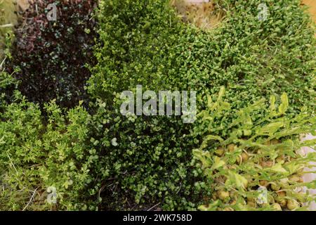 In einer weißen Box wachsen mikrogrüne Sprossen aus Kohlrabi, Brunnenkresse, Erbsen, Rucoli und Brokkoli. Draufsicht Stockfoto