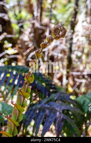 Silberbaumfarn (Cyathea dealbata), Lake Matheson Trail, Neuseeland Stockfoto