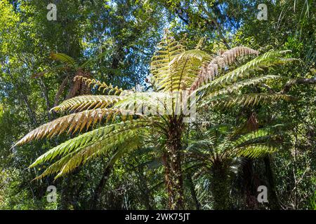 Silberbaumfarn (Cyathea dealbata), Ship Creek, Neuseeland Stockfoto