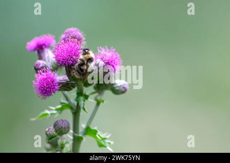 Eine Hummelbiene (Bombus) auf einer Kanadiendistel (Cirsium arvense) - Kopierraum. Stockfoto