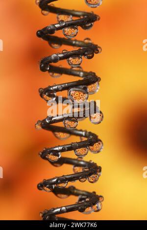 Zylindrische Spiralfeder mit Wassertropfen mit orangen Reflexen. Makrofotografie Stockfoto