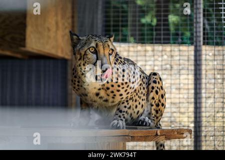 Wilder Gepard leckt seinen Mund hinter dem Zaun in einem Käfig in einem Heiligtum Stockfoto