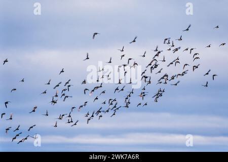 Eine Schar kleiner Ak, die am Himmel fliegt Stockfoto