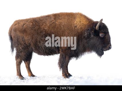 Bison steht im Schnee isoliert auf weißem Hintergrund. Stockfoto
