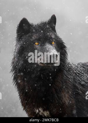 Porträt eines kanadischen Wolfes bei Schnee. Stockfoto