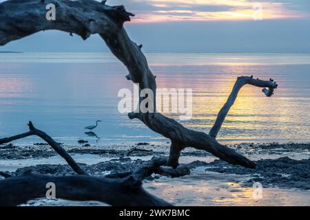 Sonnenaufgang am Boneyard Beach auf Big Talbot Island im Nordosten Floridas. (USA) Stockfoto