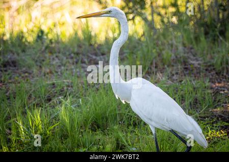 Reiher (Ardea alba) entlang des Florida A1A Scenic & Historic Byway im Amelia Island State Park auf Amelia Island im Nordosten Floridas. (USA) Stockfoto