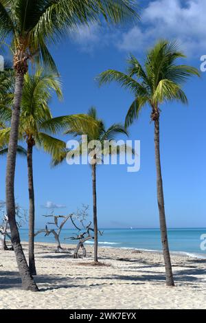 Tropischer Paradies Strand mit weißem Sand und Kokospalmen, Reisetourismus. Karibikstrand. Stockfoto
