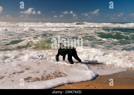 Ein schwarzer Hund, der zum Meer geht Stockfoto