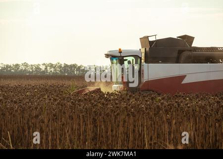 Mähdrescher ernten reife Sonnenblumen bei Sonnenuntergang. Stockfoto