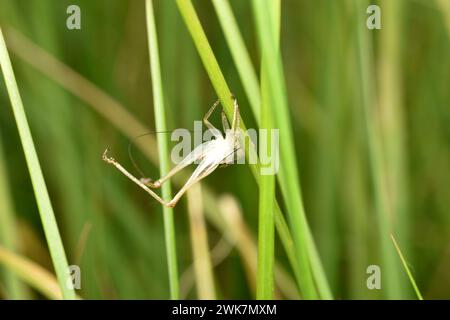 Nach dem Mahlen blieb die alte Schuppenhaut des Grashüpfers am Grasstamm hängen. Stockfoto