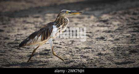 Indischer Teichreiher am Strand auf der Suche nach Essen. Indischer Teichreiher in Goa Indien, der indische Teichreiher oder Paddy Vogel Ardeola gryii Stockfoto