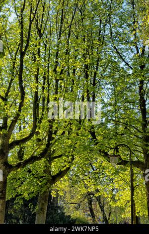 Schöne Buche mit Zweigen, die im Frühjahr nach oben wachsen Stockfoto