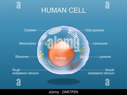 Menschliche Zellanatomie. Zur Struktur einer eukaryotischen Zelle. Alle Organellen: Nucleus, Ribosom, raues endoplasmatisches Retikulum, Golgi-Apparat, Mitochondrion, cy Stock Vektor