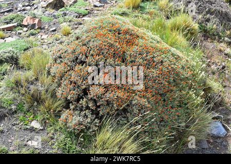 Neneo macho (Anarthrophyllum desideratum) ist ein stacheliger, kissenartiger Sträucher, der im Süden Chiles und Argentiniens beheimatet ist. Dieses Foto wurde in Torres del Pai aufgenommen Stockfoto