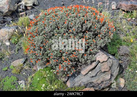 Neneo macho (Anarthrophyllum desideratum) ist ein stacheliger, kissenartiger Sträucher, der im Süden Chiles und Argentiniens beheimatet ist. Dieses Foto wurde in Torres del Pai aufgenommen Stockfoto