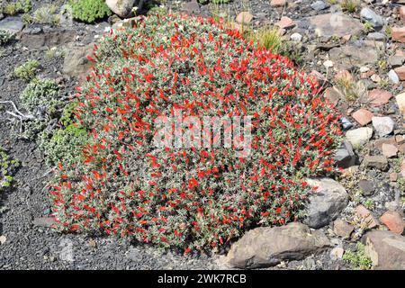 Neneo macho (Anarthrophyllum desideratum) ist ein stacheliger, kissenartiger Sträucher, der im Süden Chiles und Argentiniens beheimatet ist. Dieses Foto wurde in Torres del Pai aufgenommen Stockfoto