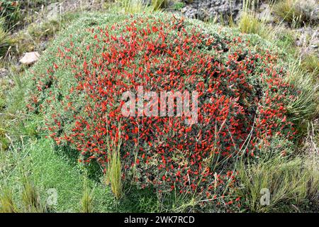 Neneo macho (Anarthrophyllum desideratum) ist ein stacheliger, kissenartiger Sträucher, der im Süden Chiles und Argentiniens beheimatet ist. Dieses Foto wurde in Torres del Pai aufgenommen Stockfoto