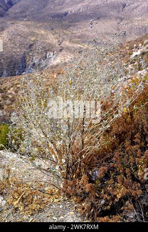 Tarasa operculata oder Malva operculata ist ein Strauch, der im Norden Chiles beheimatet ist. Das Foto wurde in der Nähe von Putre, Arica Parinacota Region, Chile aufgenommen. Stockfoto