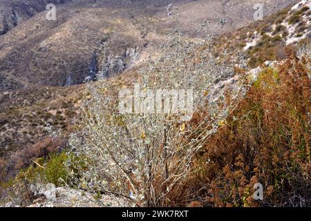 Tarasa operculata oder Malva operculata ist ein Strauch, der im Norden Chiles beheimatet ist. Das Foto wurde in der Nähe von Putre, Arica Parinacota Region, Chile aufgenommen. Stockfoto