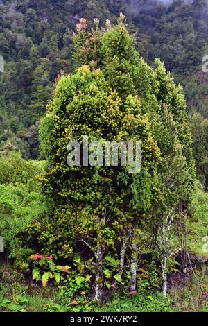 Meli (Amomyrtus meli) ist ein immergrüner Baum, der in Chile endemisch ist. Dieses Foto wurde in Cochamo Valley, Region de los Lagos, Chile aufgenommen. Stockfoto