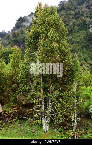 Meli (Amomyrtus meli) ist ein immergrüner Baum, der in Chile endemisch ist. Dieses Foto wurde in Cochamo Valley, Region de los Lagos, Chile aufgenommen. Stockfoto