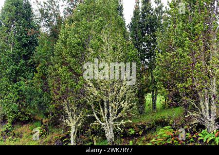 Meli (Amomyrtus meli) ist ein immergrüner Baum, der in Chile endemisch ist. Dieses Foto wurde in Cochamo Valley, Region de los Lagos, Chile aufgenommen. Stockfoto