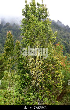 Meli (Amomyrtus meli) ist ein immergrüner Baum, der in Chile endemisch ist. Dieses Foto wurde in Cochamo Valley, Region de los Lagos, Chile aufgenommen. Stockfoto