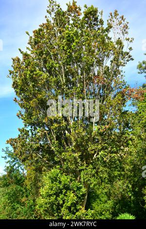 Meli (Amomyrtus meli) ist ein immergrüner Baum, der in Chile endemisch ist. Dieses Foto wurde in Cochamo Valley, Region de los Lagos, Chile aufgenommen. Stockfoto