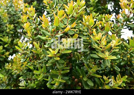 Meli (Amomyrtus meli) ist ein immergrüner Baum, der in Chile endemisch ist. Mit Früchten und Blättern. Dieses Foto wurde in der Nähe von Puerto Varas, Region de los Lagos, CH. Aufgenommen Stockfoto