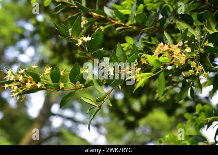 Meli (Amomyrtus meli) ist ein immergrüner Baum, der in Chile endemisch ist. Blumen- und Blattdetails. Dieses Foto wurde in der Nähe von Puerto Varas, Region de los Lagos, C, aufgenommen Stockfoto