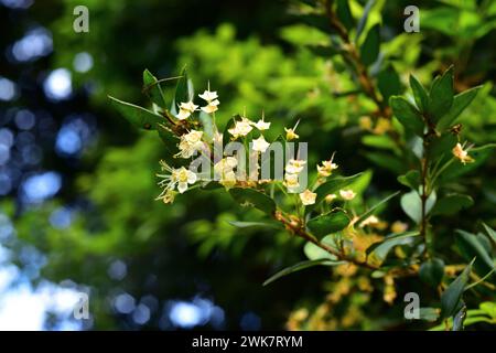 Meli (Amomyrtus meli) ist ein immergrüner Baum, der in Chile endemisch ist. Blumen- und Blattdetails. Dieses Foto wurde in der Nähe von Puerto Varas, Region de los Lagos, C, aufgenommen Stockfoto