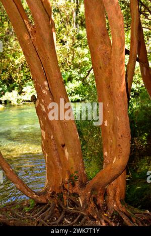 Arrayan chileno (Luma apiculata) ist ein immergrüner Baum, der in gemäßigten Wäldern in Argentinien und Chile beheimatet ist. Unterhosen. Dieses Foto wurde in Vicen aufgenommen Stockfoto