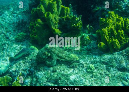 Ein Tintenfisch um Korallen am Meeresgrund. Hochwertige Fotos Stockfoto