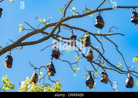 Grauköpfige Flugfüchse (Pteropus poliocephalus), die im Vorort Gladesville, New South Wales, Australien, schlafen Stockfoto