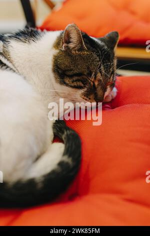 Niedliche weiße und graue Katze, die auf einem Kissen in einem Straßencafe in Budva Old Town, Montenegro schläft. Porträt einer Straßenkatze. Stockfoto
