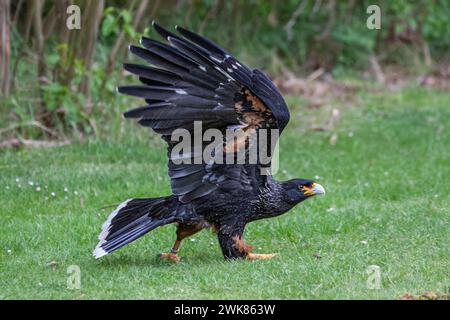 Striated Caracara, Demonstration, Herrings Green Farm, Wilstead, Bedford, UK Stockfoto