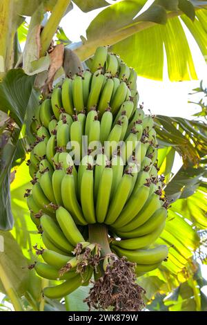 Große Bananen, die auf einem Baum in einer Plantage Reifen Stockfoto