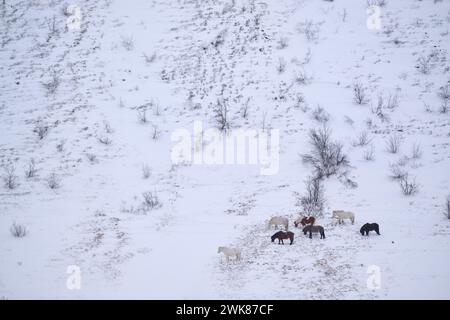 Malerische Aussicht auf Pferde, die im Winter auf verschneiten Böden grasen Stockfoto