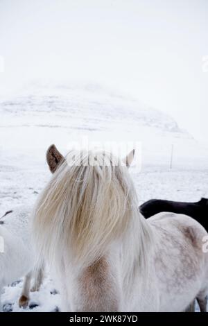 Nahaufnahme des Islandpferdes in Winter, Island Stockfoto