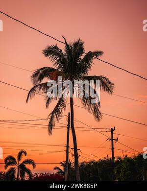 Palmen bei Sonnenuntergang miami Florida Stockfoto