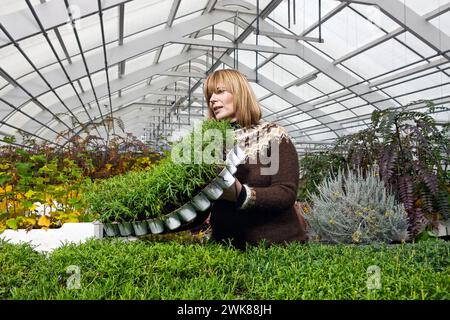 Frau, die mit Setzlingen im Gewächshaus arbeitet Stockfoto