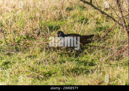 Moorhen (Gallinula chloropus) aus dem Wasser und nach links schauen, Bodenham Herefordshire England UK. Januar 2024 Stockfoto