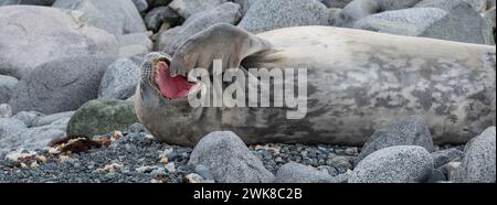 Gähnendes Weddell Seal mit Geste der Flossen an der offenen Mündung an der Küste der Antarktischen Halbinsel. Stockfoto