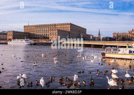 Schwedischer Königspalast, Altstadt, Stockholm, Spätwinter, helles Morgensonnenlicht, Vögel auf Meereis und im Wasser. Stockfoto