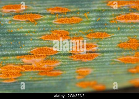 Weizenblatt oder brauner Rost Puccinia trticina (recondita), die sporulierende Pusteln auf einem Getreide ausbrechen. Stockfoto