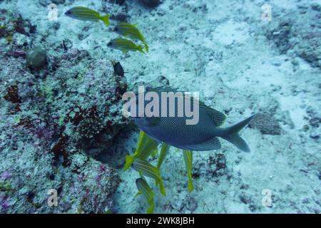 Braunfleckiger Spinefoot-Kaninchenfisch (Siganus stellatus) im Korallenriff der Malediven. Tropische und korallenreiche Meerestiere. Wunderschöne Unterwasserwelt Stockfoto