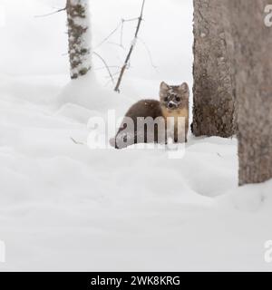 Baummarder Martes americana im Winter, sitzt im Wald zwischen Bäumen im hohen Schnee. *** Pine Marten Martes americana im Winter, sitzend auf dem Boden eines Waldes in tiefem Schnee, Yellowstone NP, USA. Wyoming Nordamerika, Vereinigte Staaten von Amerika Stockfoto